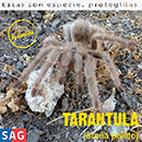 Tarantula