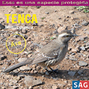 Tenca