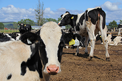 Pecuaria - Tuberculosis bovina (TB)