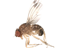 Agricola - Drosophila suzukii (Drosófila de alas manchadas)