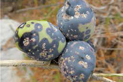 Agricola - Parlatoria oleae - Escama del olivo