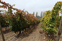 Grapevine pinot gris virus (GPGV)