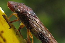 Agricola - Homalodisca vitripennis - Chicharrita de alas cristalinas