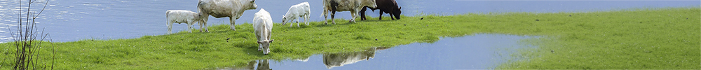inundaciones vacas