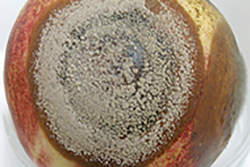 Agricola - Monilinia fructicola (Winter) Honey