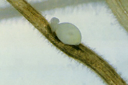 Agricola - Nematodo quiste de la soya, Heterodera glycines Ichinohe, 1952 (Skarbilovich, 1959)