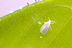 Agricola - Parabemisia myricae (Hemiptera: Aleyrodidae)