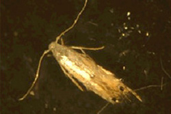 Agricola - Phyllocnisti - Polilla de los cítricos