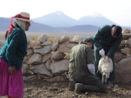 Vigilancia epidemiológica SAG, en la provincia de Parinacota