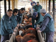 Certificación de exportación SAG de ganado en pie