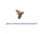 SAG Responde: La Técnica del Insecto Estéril TIE
