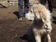 SAG entrega perros cuidadores de ganado en Petorca
