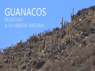 Guanacos regresan a su hábitat natural