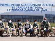 Primer perro abandonado de Chile se gradúa e integra la Brigada Canina del SAG