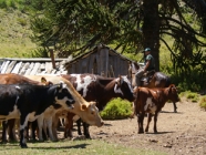 MINAGRI subvencionó desde Lonquimay traslado de 250 bovinos