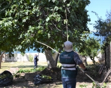 SAG concluye campaña de erradicación de mosca de la fruta en Tierra Amarilla