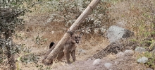 Ejemplar de Puma es rescatado de “guache” en la pre cordillera de la comuna de Romeral