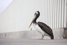 SAG Biobío confirma primer caso de influenza aviar en aves silvestres en la región