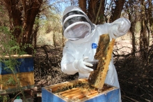 El Ministerio de Agricultura a través de su organismo técnico, el Servicio Agrícola y Ganadero de la región de Antofagasta, SAG, realizó el último monitoreo apícola planificado durante 2013.