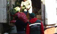 En fiscalizaciones realizadas en la Región de La Araucanía, el Ministerio de Agricultura, a través del Servicio Agrícola y Ganadero (SAG), decomisó 750 kilos de papas provenientes del norte de país. El hecho ocurrió en uno de los controles fitosanitarios que realiza  el SAG con apoyo de Carabineros de la Tenencia de Carreteras de Cautín Norte, en la localidad de Pillanlelbun. 