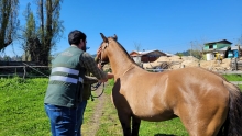 SAG llama a extremar cuidados tras la detección de los primeros casos de anemia infecciosa equina en la región de Coquimbo 