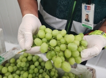 SAG certifica exportaciones de más de 8 millones de cajas de uva de mesa producidas en Atacama