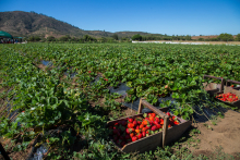 Ministerio de Agricultura reafirma su compromiso en apoyo de los productores de frutilla afectados por nematodo