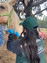 SAG refuerza llamado a prevenir la anemia infecciosa equina en Fiestas Patrias