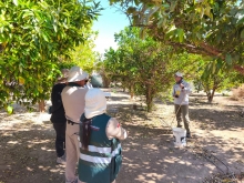 SAG refuerza medidas de control tras detección de mosca de la fruta en Bajo Soga