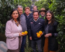 Gobierno y sector frutícola detallan alcances de la apertura del mercado mexicano a las naranjas chilenas