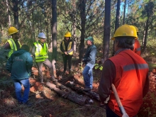 SAG Biobío y sector privado realizan vigilancia fitosanitaria para detectar en forma oportuna plaga forestal