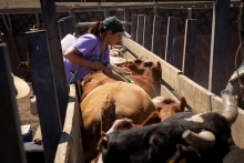 SAG modifica plazos de implementación del Sistema de Prescripción Electrónica de Antibióticos de uso veterinario