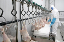 SAG suspende temporalmente importaciones avícolas desde Argentina ante brote de influenza aviar altamente patógena