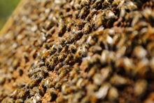 SAG llama a informarse ante nueva obligación de avisar aplicaciones de plaguicidas tóxico para las abejas