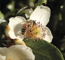 Comenzó obligación de avisar la aplicación de plaguicidas Moderadamente Tóxicos para las abejas