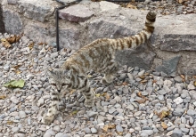 Inédita aparición de un gato andino en Panquehue