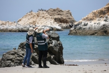 SAG confirma primer caso de influenza aviar en ave silvestre en la Región de Antofagasta