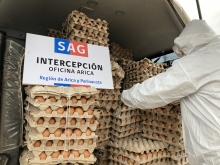 En operativos el SAG de Arica y Parinacota ha interceptado el ingreso ilegal de 82.470 huevos