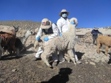 El SAG ha controlado sanitariamente a más de 24 mil camélidos en la provincia de Parinacota