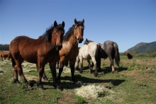 Apertura del mercado de India para la exportación de caballos chilenos