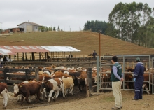 SAG en alerta por detección en Estados Unidos de vacas lecheras positivas a influenza aviar