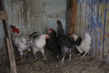 Llaman a dueños/as de aves a inscribirse en el SAG  ante la emergencia por influenza aviar 