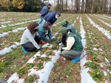 Mesa Técnica de Servicios del Agro de La Araucanía coordina acciones para evitar dispersión del nematodo de la frutilla