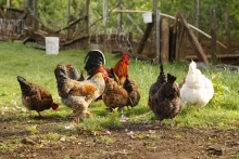 SAG controla caso de influenza aviar en aves de traspatio no comercial en la Región de Atacama