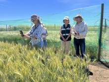 Encargada de Control de Certificación de Semillas de Brasil visitó ensayos de post control  de variedades de semillas de certificación nacional y de exportación