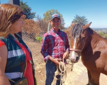 “Luna” y “Comino” son los dos primeros caballos en recibir el alta médica tras recuperarse de quemaduras sufridas en incendios