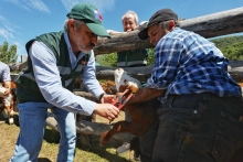 Comienza subida de animales a veranadas de la temporada 2023-2024: una tradición ancestral de pastoreo del ganado en la cordillera