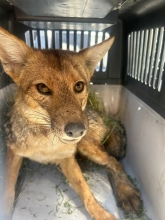 Zorro culpeo es capturado en Las Condes imposibilitado para desplazarse