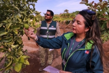 Seguro por mosca de la fruta
