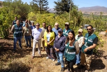 Ministerio de Agricultura destaca 50% de avance en erradicación de brotes de mosca de la fruta a nivel nacional